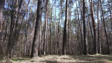 Orman manzarası hava manzarası, yavaş çekim