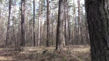 Orman manzarası hava manzarası, yavaş çekim