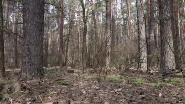 Orman manzarası hava manzarası, yavaş çekim