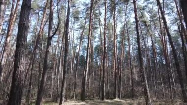 Orman manzarası hava manzarası, yavaş çekim
