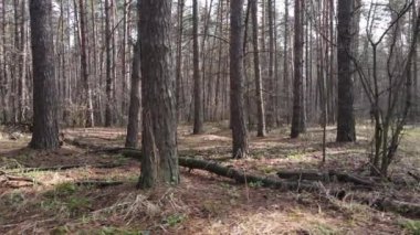 Orman manzarası hava manzarası, yavaş çekim