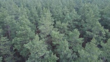 Orman manzarası hava manzarası, yavaş çekim