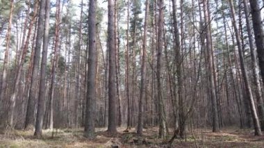 Orman manzarası hava manzarası, yavaş çekim