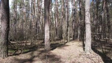 Orman manzarası hava manzarası, yavaş çekim