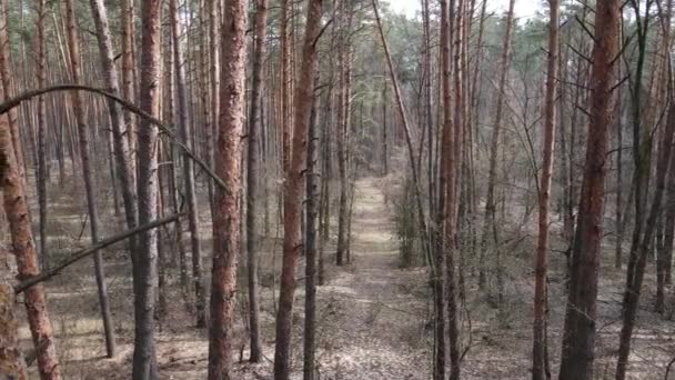 Vista aérea del paisaje forestal, cámara lenta — Vídeo de stock