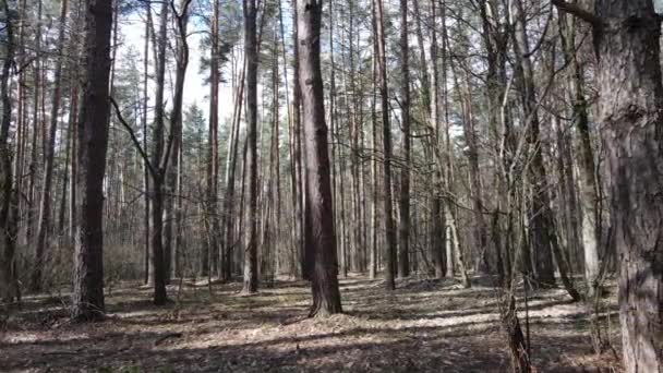 Foresta paesaggio vista aerea, rallentatore — Video Stock