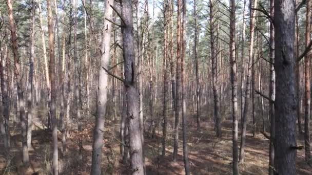Paisagem florestal vista aérea, câmera lenta — Vídeo de Stock
