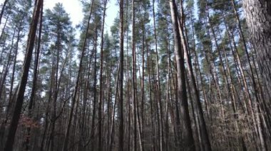 Orman manzarası hava manzarası, yavaş çekim