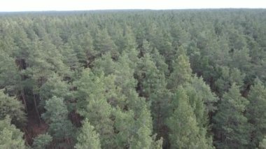 Orman manzarası hava manzarası, yavaş çekim