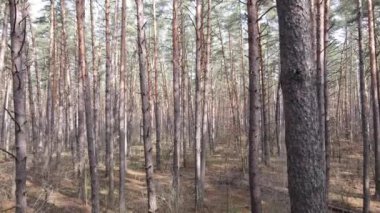 Orman manzarası hava manzarası, yavaş çekim