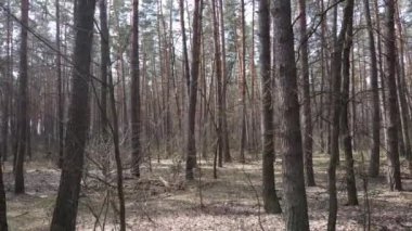 Orman manzarası hava manzarası, yavaş çekim
