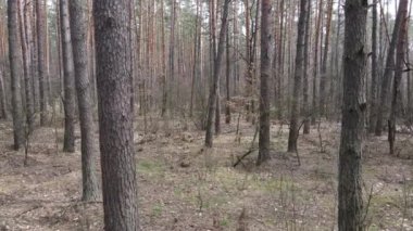 Orman manzarası hava manzarası, yavaş çekim