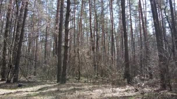 Вид на лісовий пейзаж, повільний рух — стокове відео