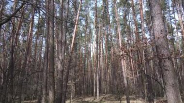 Orman manzarası hava manzarası, yavaş çekim