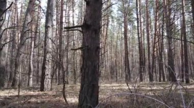 Orman manzarası hava manzarası, yavaş çekim