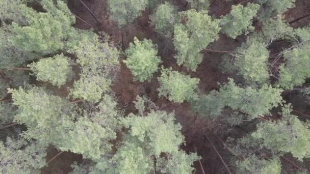 Foresta paesaggio vista aerea, rallentatore — Video Stock