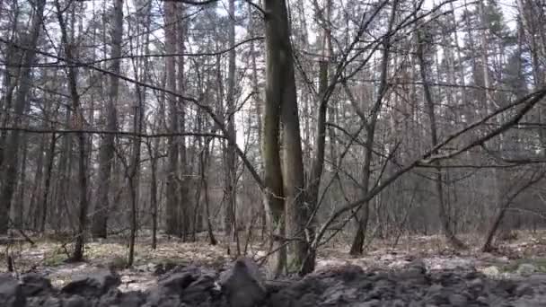 Vista aérea del paisaje forestal, cámara lenta — Vídeo de stock