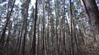 Orman manzarası hava manzarası, yavaş çekim