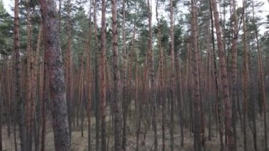 Orman manzarası hava manzarası, yavaş çekim