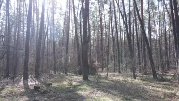 Orman manzarası hava manzarası, yavaş çekim — Stok video
