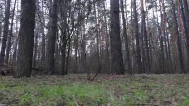 Orman manzarası hava manzarası, yavaş çekim