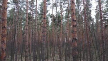 Orman manzarası hava manzarası, yavaş çekim