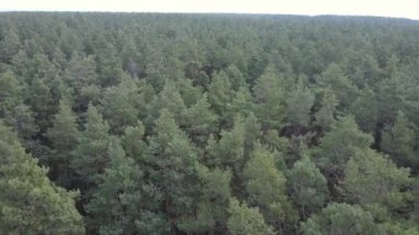 Orman manzarası hava manzarası, yavaş çekim