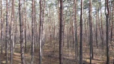 Orman manzarası hava manzarası, yavaş çekim