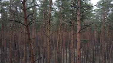 Orman manzarası hava manzarası, yavaş çekim