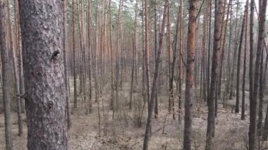 Orman manzarası hava manzarası, yavaş çekim