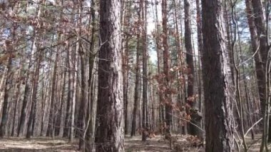 Orman manzarası hava manzarası, yavaş çekim