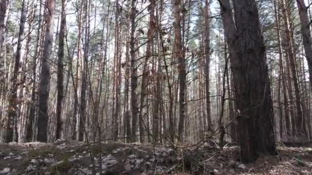 Paisagem florestal vista aérea, câmera lenta — Vídeo de Stock