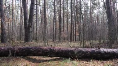 Orman manzarası hava manzarası, yavaş çekim