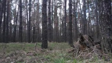 Orman manzarası hava manzarası, yavaş çekim