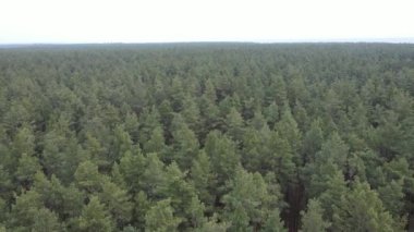 Orman manzarası hava manzarası, yavaş çekim