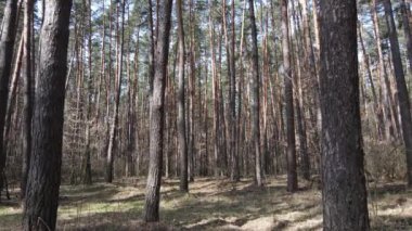 Orman manzarası hava manzarası, yavaş çekim