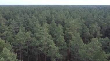 Orman manzarası hava manzarası, yavaş çekim
