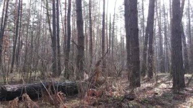 Orman manzarası hava manzarası, yavaş çekim