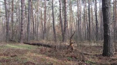 Orman manzarası hava manzarası, yavaş çekim