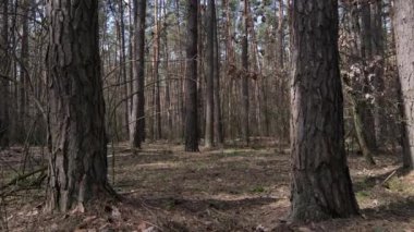 Orman manzarası hava manzarası, yavaş çekim
