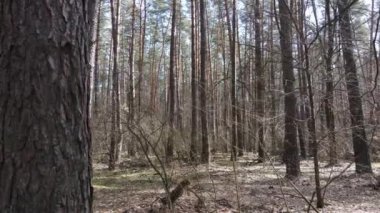 Orman manzarası hava manzarası, yavaş çekim