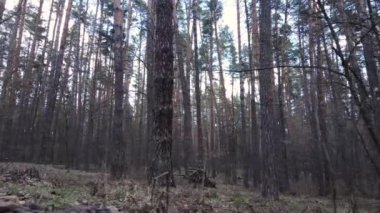 Orman manzarası hava manzarası, yavaş çekim