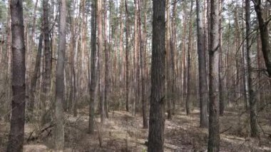 Orman manzarası hava manzarası, yavaş çekim