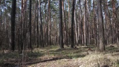 Orman manzarası hava manzarası, yavaş çekim