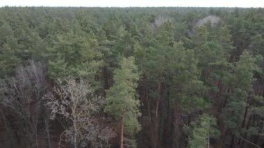 Orman manzarası hava manzarası, yavaş çekim