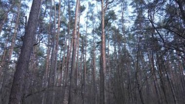Orman manzarası hava manzarası, yavaş çekim