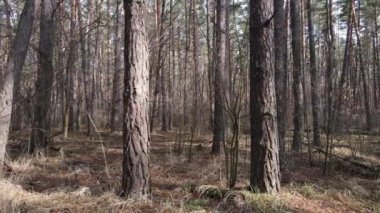 Orman manzarası hava manzarası, yavaş çekim