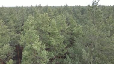 Orman manzarası hava manzarası, yavaş çekim
