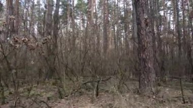 Orman manzarası hava manzarası, yavaş çekim