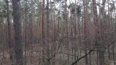 Orman manzarası hava manzarası, yavaş çekim